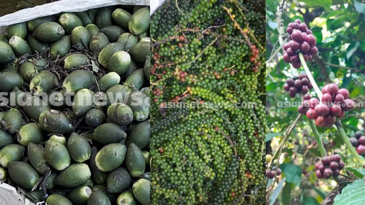 ആളില്ലാത്ത തോട്ടങ്ങൾ നോക്കിവെക്കും, 'കാപ്പി, കുരുമുളക്, അടക്ക', സകലതും അടിച്ചെടുക്കും 'വിളക്കള്ള'ന്മാര്‍ 