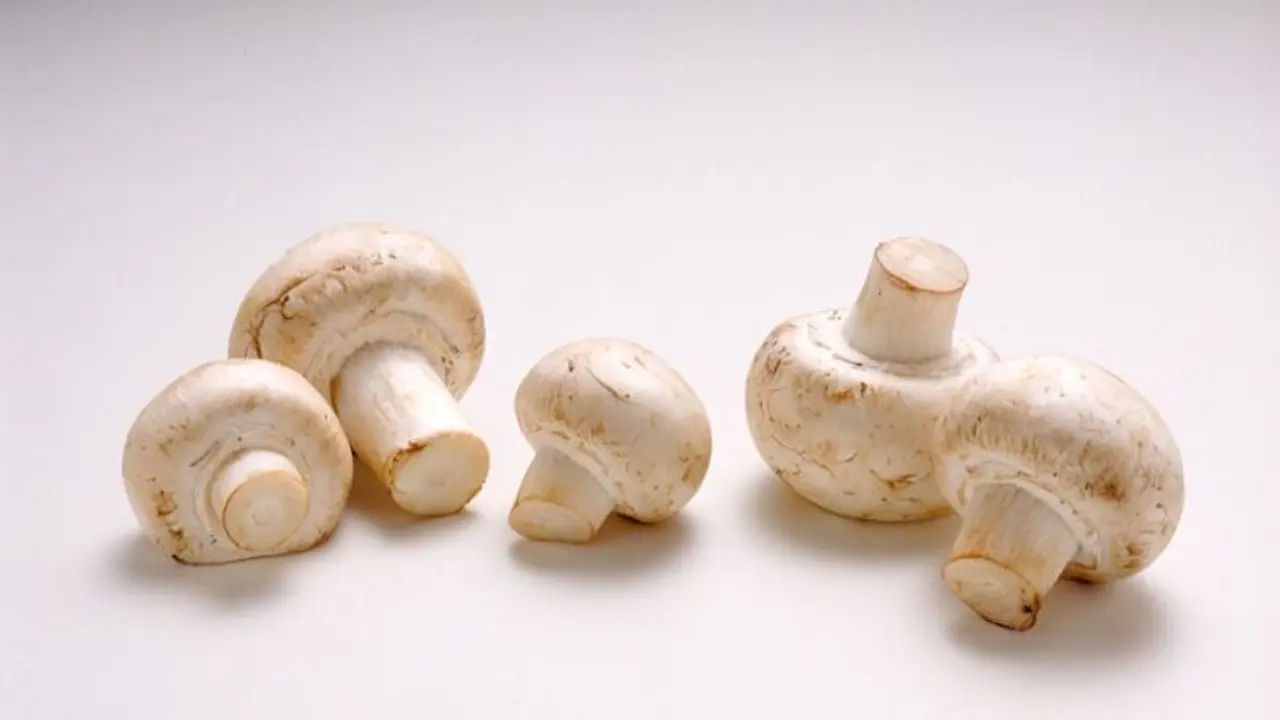 കാൻസർ രോഗികൾ കൂൺ കഴിക്കണമെന്ന് പറയുന്നതിന്റെ കാരണം കാൻസർ രോഗികൾ കൂൺ കഴിക്കണമെന്ന് പറയുന്നതിന്റെ കാരണം