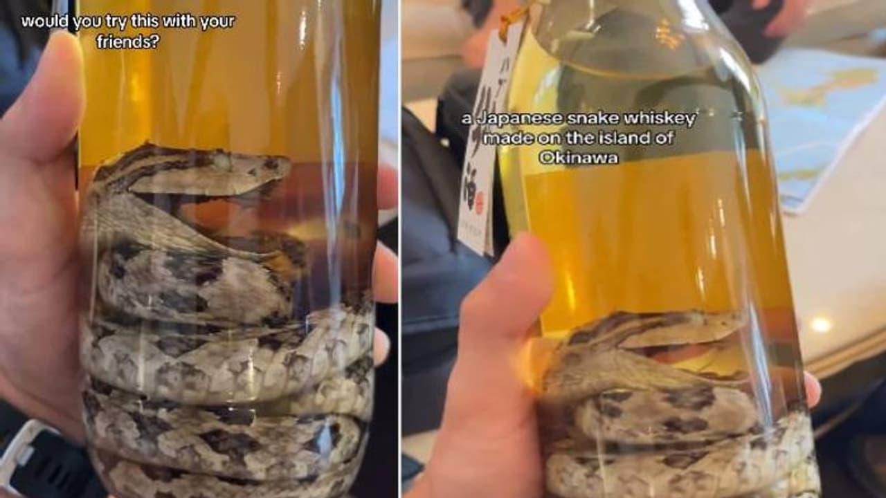 കുടിക്കും മുമ്പേ പാമ്പാവും; ഇത് നല്ല വിഷപ്പാമ്പിനെയിട്ടുവച്ച വിസ്‍കി..!