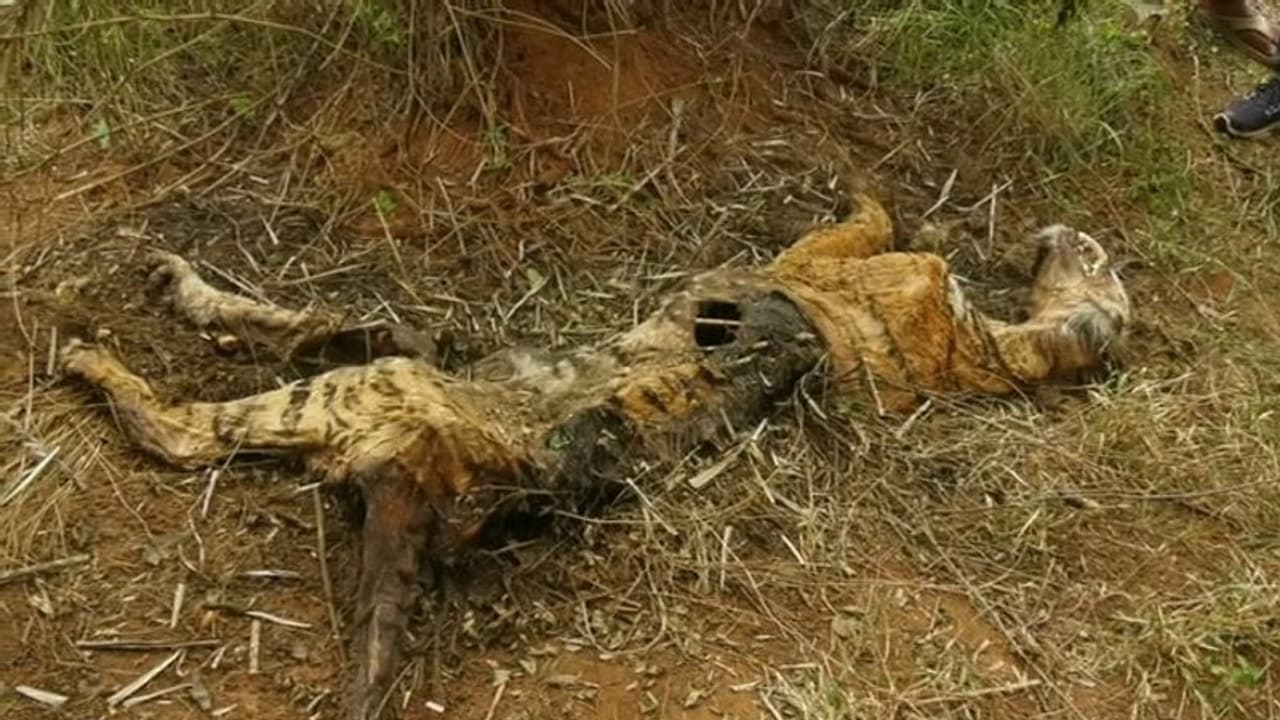 ಚಾಮರಾಜನಗರ: ಬೀಳುಬಿದ್ದ ಜಮೀನಿನಲ್ಲಿ ಹುಲಿ ಹಾಗೂ ಹುಲಿ ಮರಿ ಕಳೇಬರ ಪತ್ತೆ