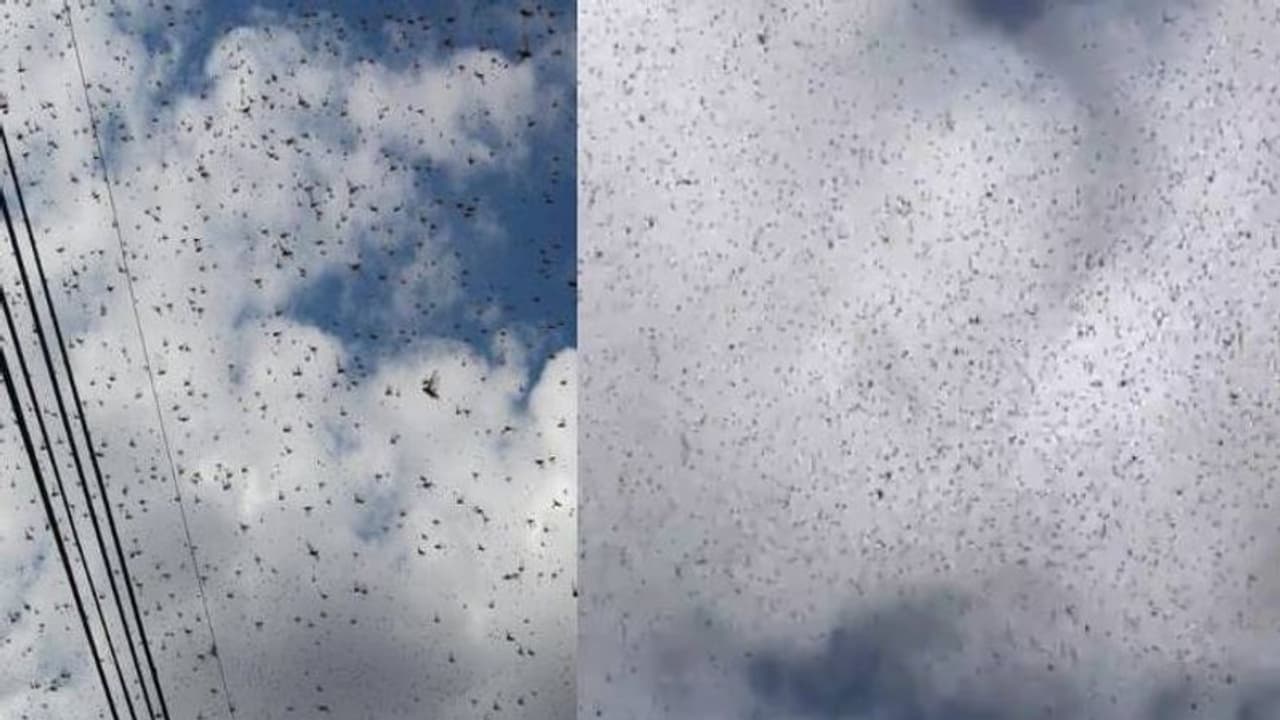 ഭയക്കാതെന്ത് ചെയ്യും? ആകാശത്ത് പാറിപ്പറന്ന് ആയിരക്കണക്കിന് വെട്ടുക്കിളികൾ, 'ലോകാവസാനം' എന്ന് പോസ്റ്റ് ഭയക്കാതെന്ത് ചെയ്യും? ആകാശത്ത് പാറിപ്പറന്ന് ആയിരക്കണക്കിന് വെട്ടുക്കിളികൾ, 'ലോകാവസാനം' എന്ന് പോസ്റ്റ്