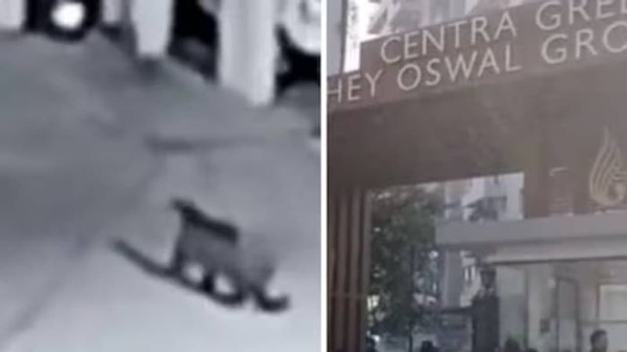 പാതിരാത്രിയിൽ റെസിഡൻഷ്യൽ സൊസൈറ്റിക്കുള്ളിൽ ചുറ്റിയടിച്ച് പുള്ളിപ്പുലി, ദൃശ്യം കണ്ട് ഞെട്ടി താമസക്കാർ