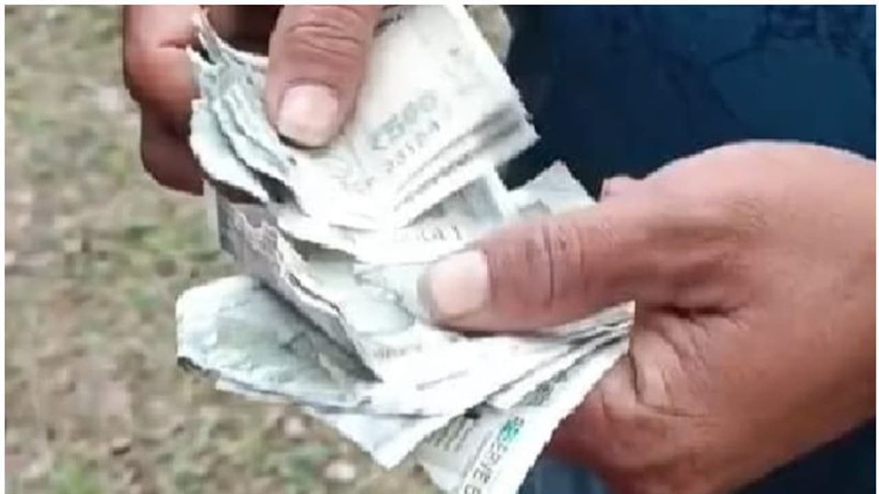 ഡിസ്റ്റിലറി വളപ്പിൽ നടുവേ കീറിയ 500 രൂപ നോട്ടുകൾ, കാട്ടുതീ പോലെ വാർത്ത പരന്നു, പാഞ്ഞെത്തി വാരിക്കൂട്ടി ജനം ഡിസ്റ്റിലറി വളപ്പിൽ നടുവേ കീറിയ 500 രൂപ നോട്ടുകൾ, കാട്ടുതീ പോലെ വാർത്ത പരന്നു, പാഞ്ഞെത്തി വാരിക്കൂട്ടി ജനം