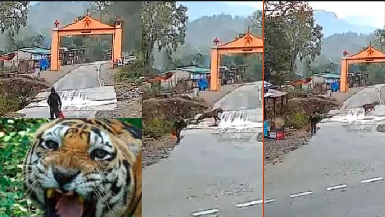 ಮಾರ್ನಿಂಗ್ ವಾಕ್ ಹೋದೋನಿಗೆ ಶಾಕ್: ಧುತ್ತನೇ ಎದುರಾದ National Animal:ವೀಡಿಯೋ ಮಾರ್ನಿಂಗ್ ವಾಕ್ ಹೋದೋನಿಗೆ ಶಾಕ್: ಧುತ್ತನೇ ಎದುರಾದ National Animal:ವೀಡಿಯೋ