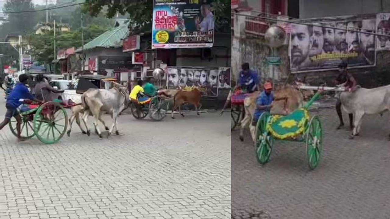 'മുൻകൂർ അനുമതിയില്ല, കൂട്ടു നിന്ന് പൊലീസും', നവകേരള സദസ് പ്രചാരണത്തിന് കുമളിയിലെ കാളയോട്ട മത്സരം; പരാതി 'മുൻകൂർ അനുമതിയില്ല, കൂട്ടു നിന്ന് പൊലീസും', നവകേരള സദസ് പ്രചാരണത്തിന് കുമളിയിലെ കാളയോട്ട മത്സരം; പരാതി