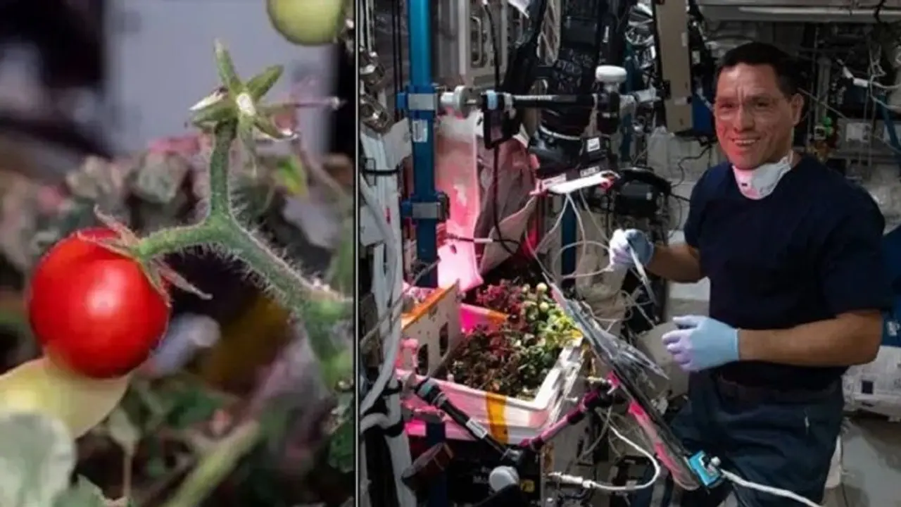 ಬಾಹ್ಯಾಕಾಶದ ಒಂದು ಟೊಮ್ಯಾಟೋ ಕಥೆ, 8 ತಿಂಗಳ ಹಿಂದೆ ಕಳೆದುಹೋಗಿದ್ದ ಹಣ್ಣು ಸಿಕ್ಕಿದ್ದೇಗೆ? ಬಾಹ್ಯಾಕಾಶದ ಒಂದು ಟೊಮ್ಯಾಟೋ ಕಥೆ, 8 ತಿಂಗಳ ಹಿಂದೆ ಕಳೆದುಹೋಗಿದ್ದ ಹಣ್ಣು ಸಿಕ್ಕಿದ್ದೇಗೆ?