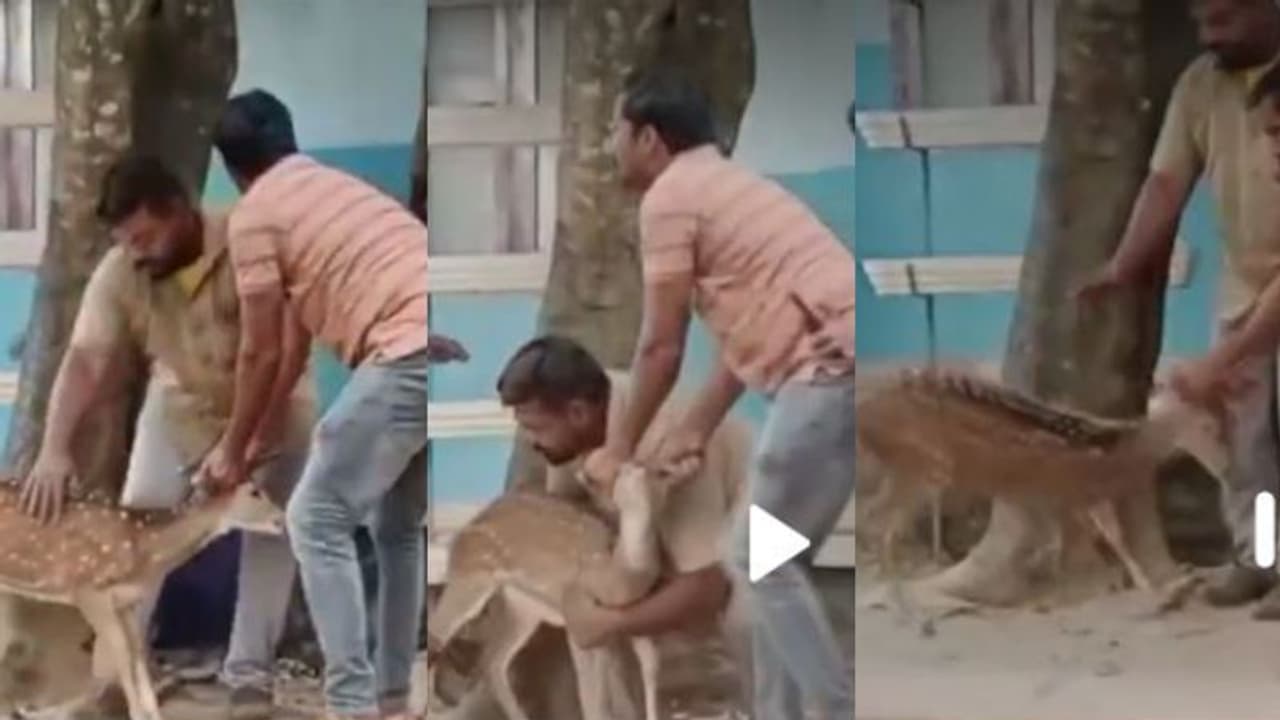 'ഹാജർ ടീച്ചർ, പേര് പുള്ളിമാൻ, ക്സാസ് രണ്ട്'; സ്കൂൾ വിടാൻ നേരം ഓടിക്കയറിയ അതിഥി, അമ്പരന്ന് കുട്ടികൾ ! 'ഹാജർ ടീച്ചർ, പേര് പുള്ളിമാൻ, ക്സാസ് രണ്ട്'; സ്കൂൾ വിടാൻ നേരം ഓടിക്കയറിയ അതിഥി, അമ്പരന്ന് കുട്ടികൾ !