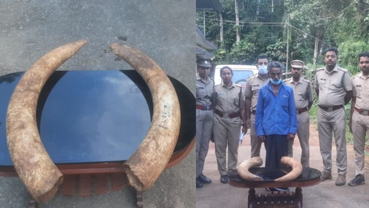 9 കിലോ തൂക്കം വരുന്ന വമ്പൻ ആനക്കൊമ്പ്, വിൽപ്പന നടത്താൻ ശ്രമം; പാഞ്ഞെത്തി വനംവകുപ്പ്, ഒരാൾ പിടിയിൽ