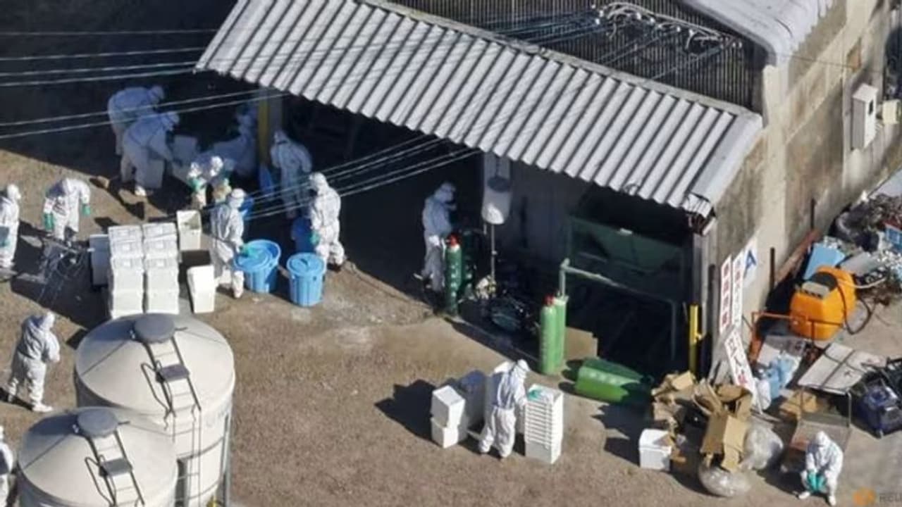 பறவை காய்ச்சல் எதிரொலி.. சிங்கப்பூர் எடுத்த அதிரடி முடிவு கோழி பிரியர்களுக்கு கொஞ்சம் வருத்தம் தான்!