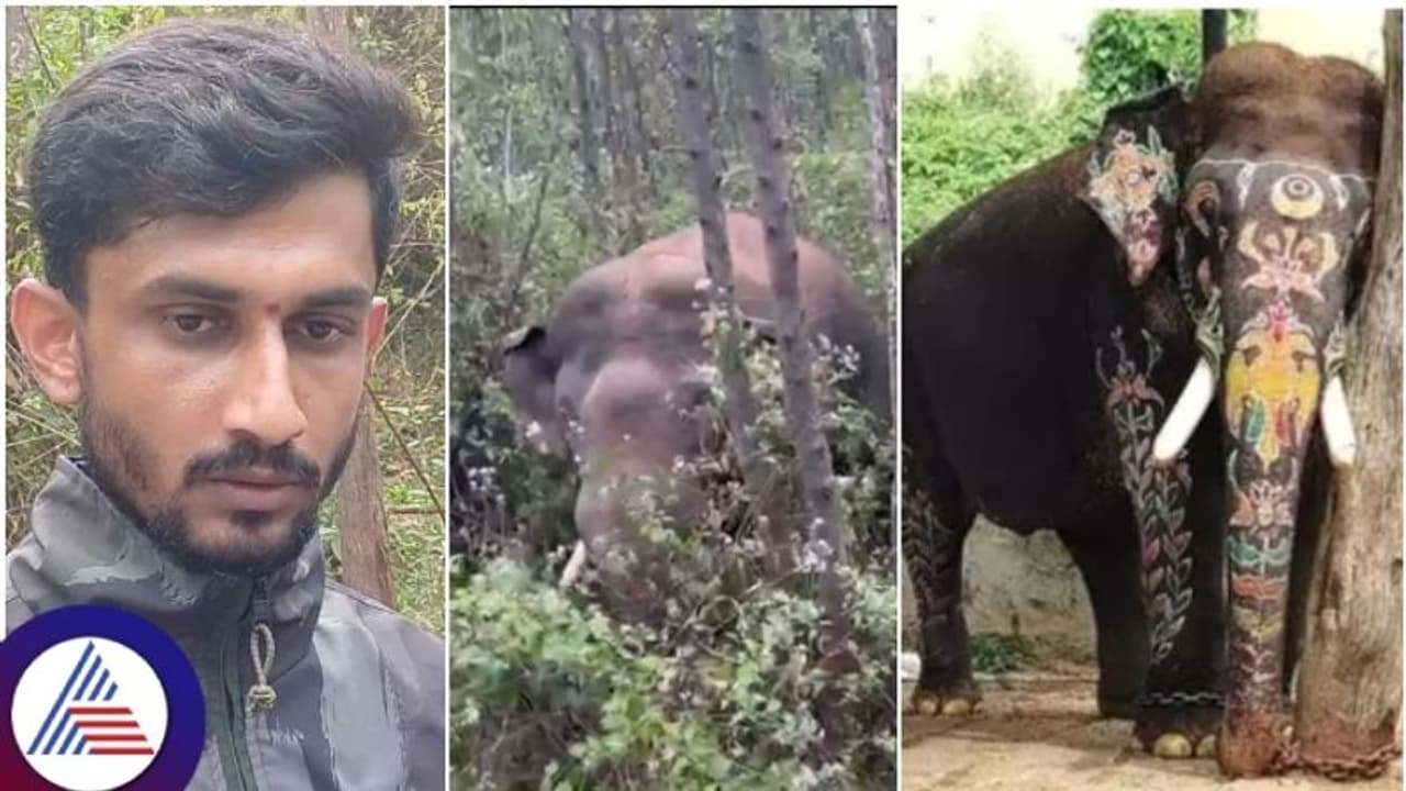 ಅರ್ಜುನ ಸಾವಿನ ಇಂಚಿಂಚು ಮಾಹಿತಿ ಬಿಚ್ಚಿಟ್ಟ ವೈದ್ಯ ರಮೇಶ್: ಇಲ್ಲಿದೆ ನೋಡಿ ಅರ್ಜುನನ ಕೊಂದ ಕಾಡಾನೆ ಅರ್ಜುನ ಸಾವಿನ ಇಂಚಿಂಚು ಮಾಹಿತಿ ಬಿಚ್ಚಿಟ್ಟ ವೈದ್ಯ ರಮೇಶ್: ಇಲ್ಲಿದೆ ನೋಡಿ ಅರ್ಜುನನ ಕೊಂದ ಕಾಡಾನೆ