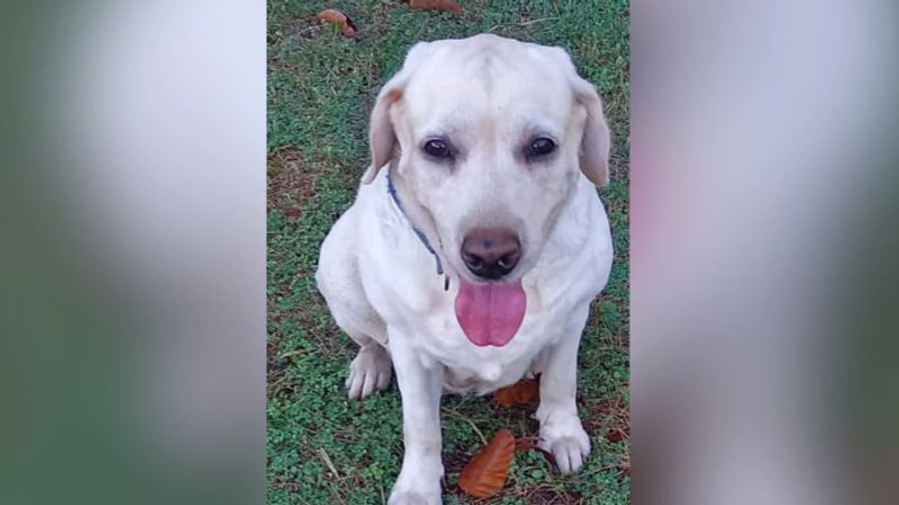 സേനക്ക് അകത്തും പുറത്തും ആരാധകർ, 'കല്യാണി'യുടെ മരണത്തിൽ ദുരൂഹത, 3 പൊലീസുകാർക്കെതിരെ നടപടി, അന്വേഷണം 