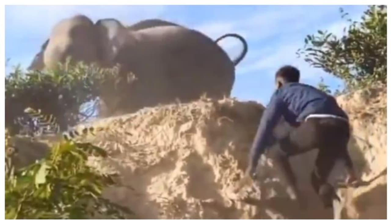 ഇടഞ്ഞ കാട്ടാനയുടെ പുറകെ ചെരുപ്പുമായി യുവാക്കള്; ഇതെന്തെന്ന് ചോദിച്ച് സോഷ്യല് മീഡിയ ഇടഞ്ഞ കാട്ടാനയുടെ പുറകെ ചെരുപ്പുമായി യുവാക്കള്; ഇതെന്തെന്ന് ചോദിച്ച് സോഷ്യല് മീഡിയ