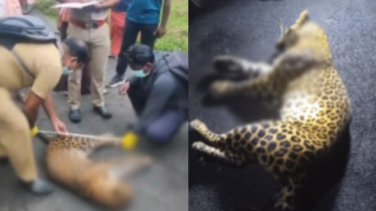 മുത്തപ്പൻപുഴയിൽ പുള്ളിപ്പുലിയെ ചത്ത നിലയിൽ കണ്ടെത്തി; ശരീരത്തിൽ മുള്ളൻപന്നിയുടെ മുള്ള് തറച്ച നിലയിൽ 