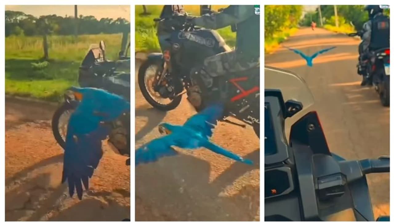 പോലീസ് പട്രോളിംഗിനിടെ ബൈക്കിന് ഒപ്പം പറന്ന് മക്കാവു തത്ത; വീഡിയോ വൈറല് ! പോലീസ് പട്രോളിംഗിനിടെ ബൈക്കിന് ഒപ്പം പറന്ന് മക്കാവു തത്ത; വീഡിയോ വൈറല് !