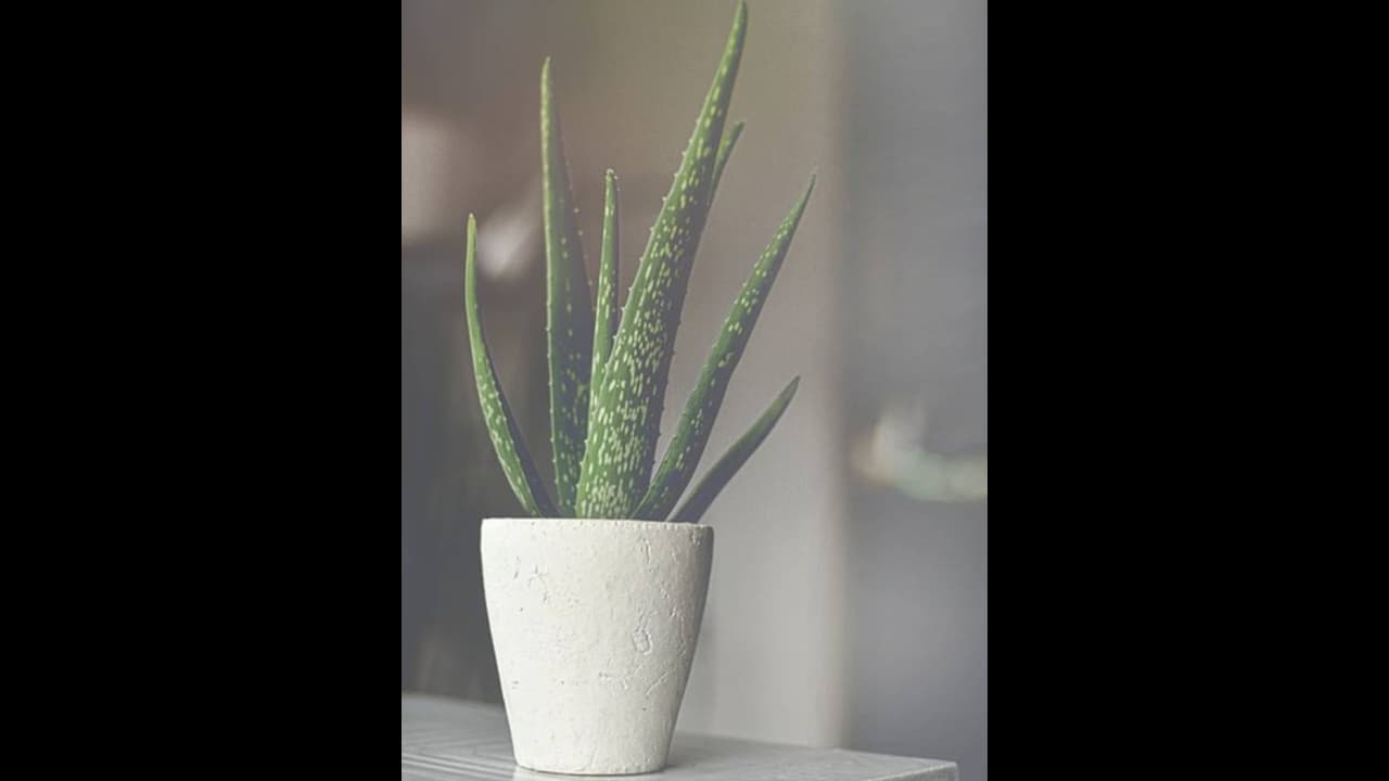 நீங்கள் சீக்கிரம் பணக்காரராக 'இந்த' செடியை உடனே வீட்டில் நடுங்கள்..!