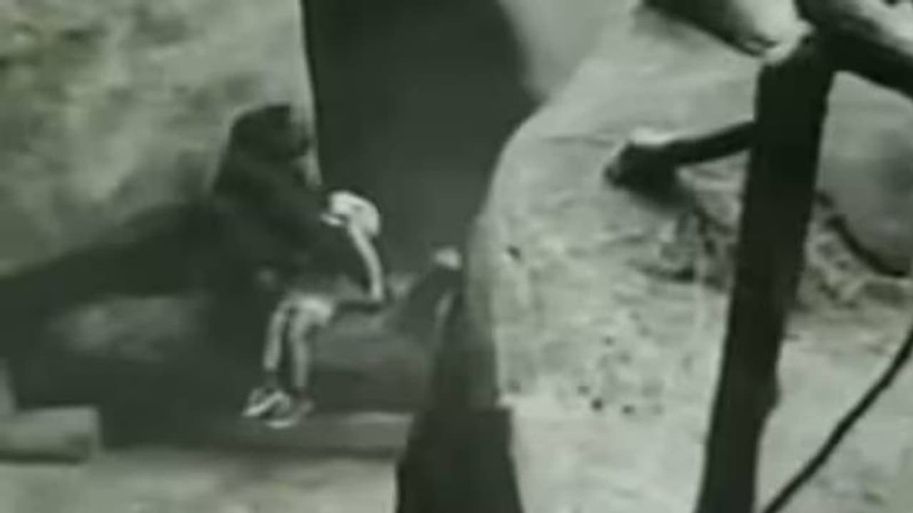 മനുഷ്യൻ ചെയ്യുമോ ഇതുപോലെ? ചുറ്റും ​ഗൊറില്ലകൾ, 20 അടി താഴ്ചയിൽ വീണ് 3 വയസ്സുകാരൻ, പിന്നെ നടന്നത്...