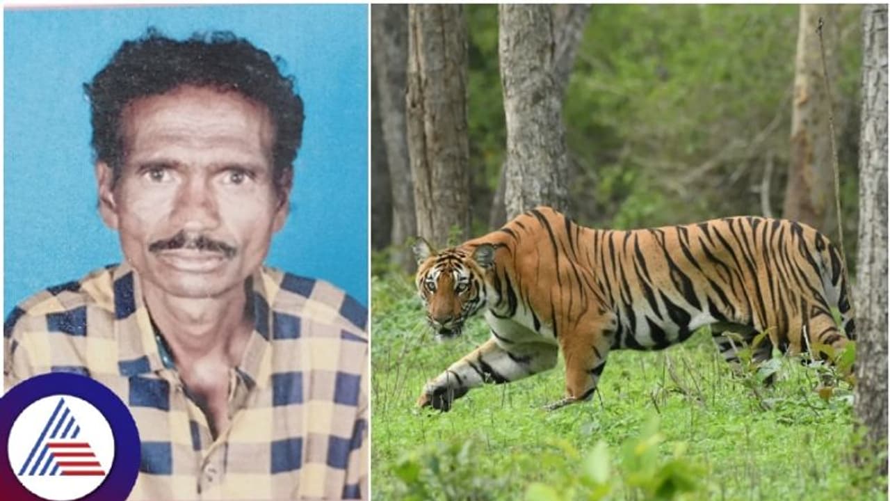 ಬಂಡೀಪುರ ಕಾಡಂಚಿನಲ್ಲಿ ಕುರಿಗಾಹಿಯನ್ನು ಎಳೆದೊಯ್ದು ತಿಂದು ಹಾಕಿದ ಹುಲಿ! ಬಂಡೀಪುರ ಕಾಡಂಚಿನಲ್ಲಿ ಕುರಿಗಾಹಿಯನ್ನು ಎಳೆದೊಯ್ದು ತಿಂದು ಹಾಕಿದ ಹುಲಿ!