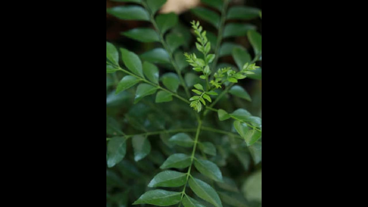 മുടികൊഴിച്ചിലും താരനും അകറ്റാൻ കറിവേപ്പില ; രണ്ട് രീതിയിൽ ഉപയോഗിക്കൂ മുടികൊഴിച്ചിലും താരനും അകറ്റാൻ കറിവേപ്പില ; രണ്ട് രീതിയിൽ ഉപയോഗിക്കൂ