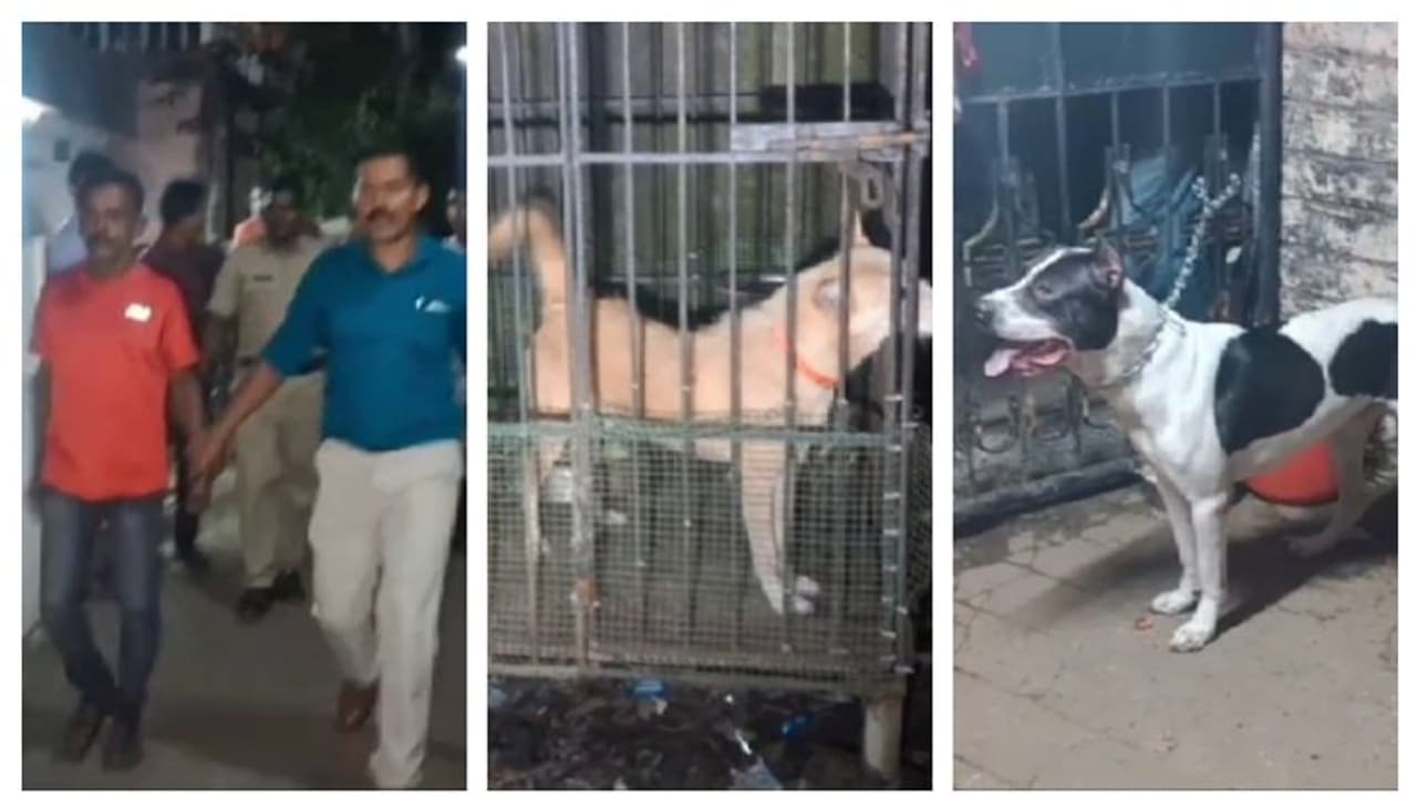 ഉദ്യോഗസ്ഥർക്ക് നേരെ വളർത്തു നായ്ക്കളെ തുറന്നുവിട്ടു; കഞ്ചാവ് വീട്ടിൽ സൂക്ഷിച്ച പ്രതി രക്ഷപ്പെട്ടു ഉദ്യോഗസ്ഥർക്ക് നേരെ വളർത്തു നായ്ക്കളെ തുറന്നുവിട്ടു; കഞ്ചാവ് വീട്ടിൽ സൂക്ഷിച്ച പ്രതി രക്ഷപ്പെട്ടു