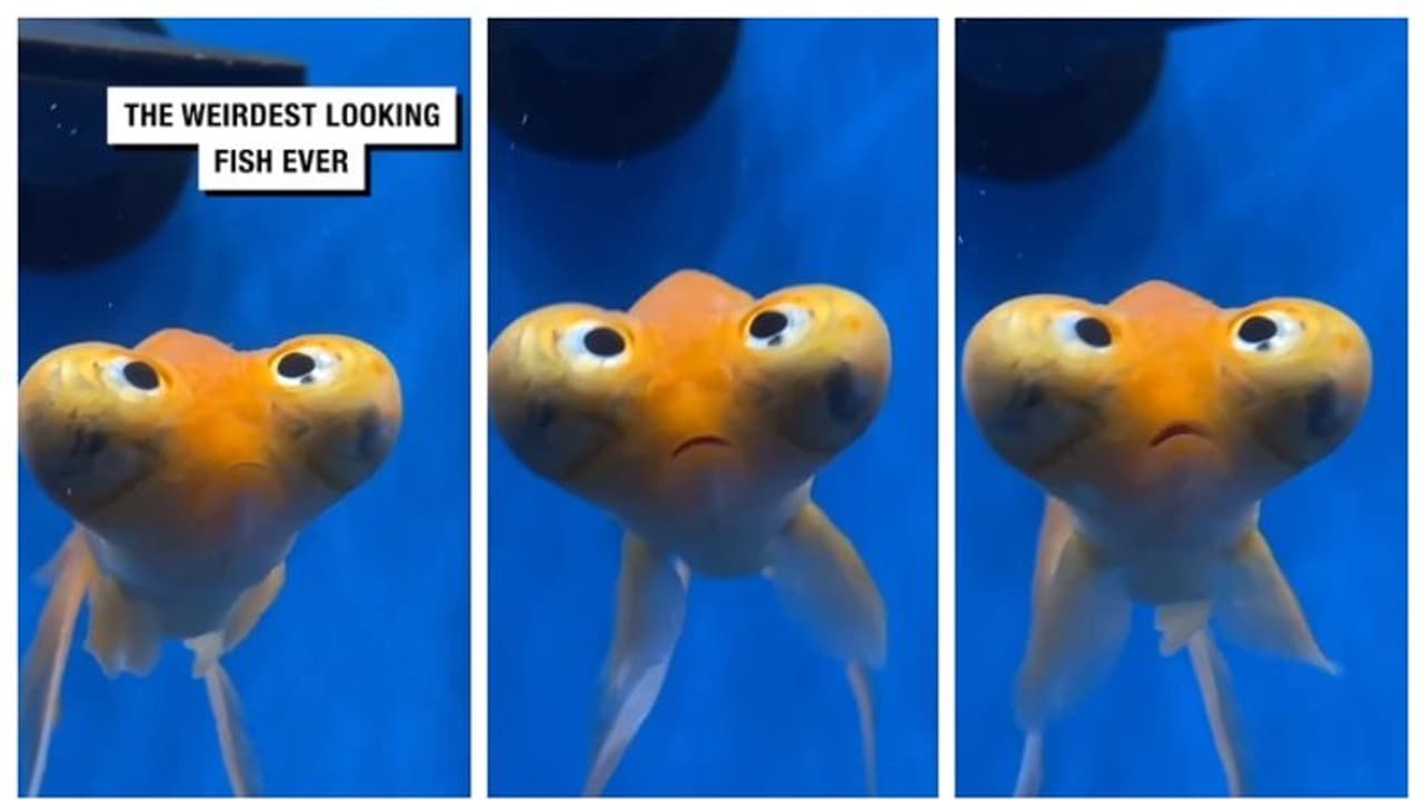 'അമ്പമ്പോ... എന്തൊരു സങ്കടം !' അക്വേറിയം മത്സ്യത്തിന്റെ സങ്കടത്തില് ചങ്ക് പൊള്ളി സോഷ്യല് മീഡിയ 'അമ്പമ്പോ... എന്തൊരു സങ്കടം !' അക്വേറിയം മത്സ്യത്തിന്റെ സങ്കടത്തില് ചങ്ക് പൊള്ളി സോഷ്യല് മീഡിയ