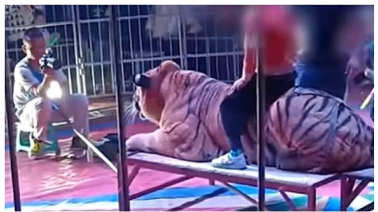 'കളിപ്പാട്ടമല്ല കുട്ടികള്‍': കുട്ടികളെ കടുവയ്ക്ക് മുകളില്‍ ഇരുത്തി ഫോട്ടോ ഷൂട്ട്, പിന്നാലെ വിവാദം !