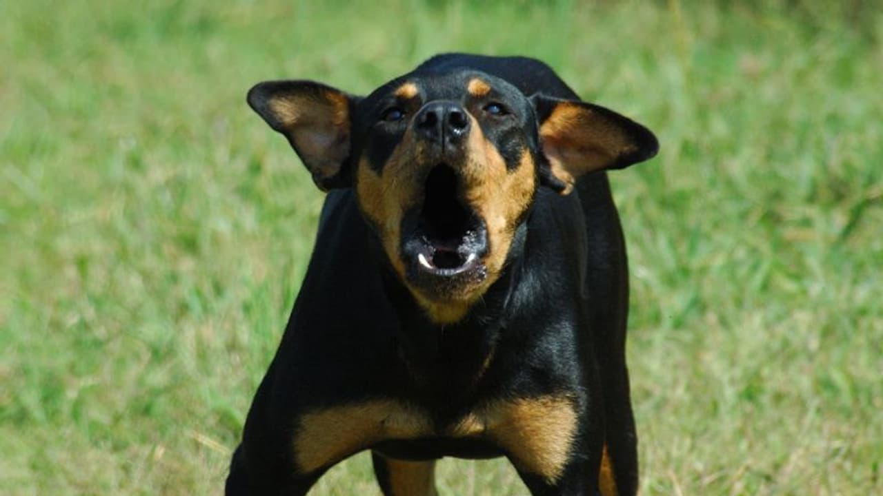 'വളര്‍ത്തുനായയുടെ കുര അസഹനീയം', തര്‍ക്കം; ഉടമയെ കുത്തി യുവാക്കള്‍