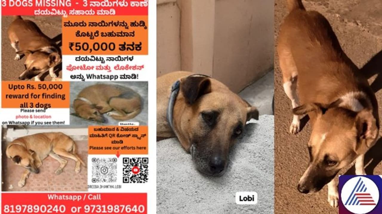 From London to Bengaluru: Woman travels across continents to find missing dogs, offers Rs 50,000 reward