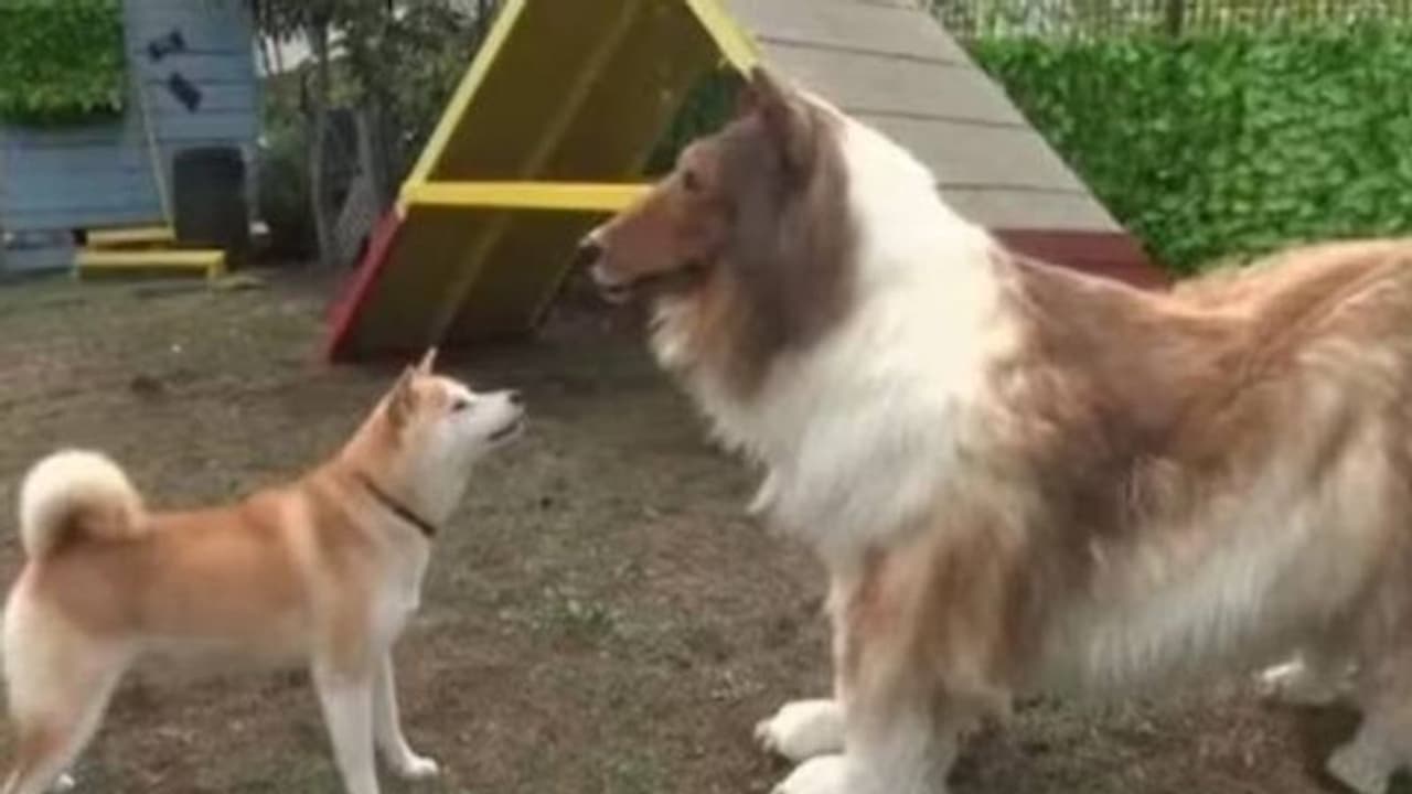 12 ലക്ഷത്തിന്റെ നായവേഷം, യുവാവ് ശരിക്കും നായയെ കണ്ടുമുട്ടിയപ്പോൾ സംഭവിച്ചത് 12 ലക്ഷത്തിന്റെ നായവേഷം, യുവാവ് ശരിക്കും നായയെ കണ്ടുമുട്ടിയപ്പോൾ സംഭവിച്ചത്