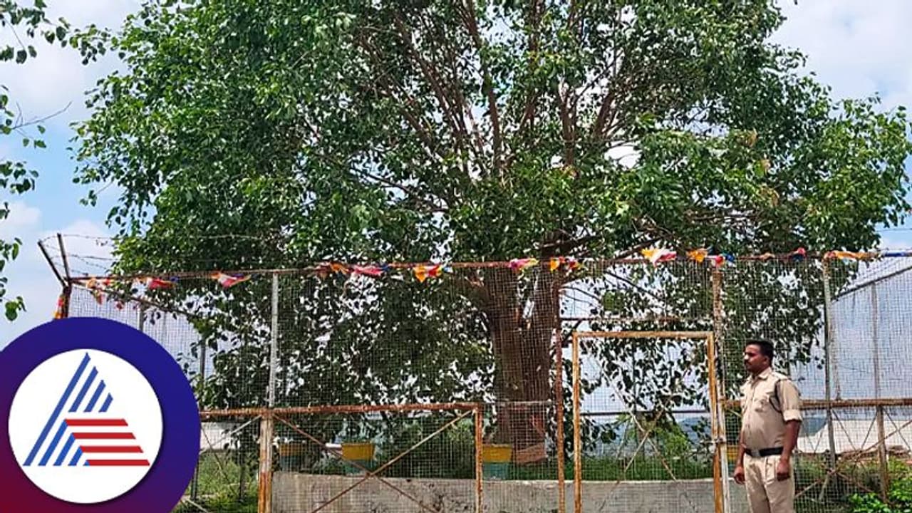 ಮಾನ್ಯ ಮಹೋದಯರಿಗೆ ವಿವಿಐಪಿ ಪಟ್ಟ ಕೊಡೋದು ಗೊತ್ತು, ಭಾರತದ ಮರವೊಂದಕ್ಕಿದೆ ಆ ಸ್ಥಾನ!