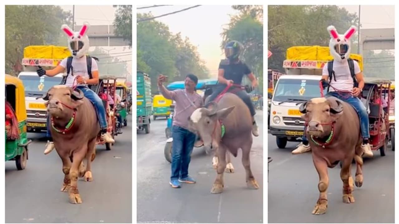 തൊട്ടാല് പൊള്ളും പെട്രോള്! ബൈക്ക് ഉപേക്ഷിച്ച് പോത്തിന്റെ പുറത്ത് കയറിയ യുവാവിന്റെ വീഡിയോ വൈറല് തൊട്ടാല് പൊള്ളും പെട്രോള്! ബൈക്ക് ഉപേക്ഷിച്ച് പോത്തിന്റെ പുറത്ത് കയറിയ യുവാവിന്റെ വീഡിയോ വൈറല്