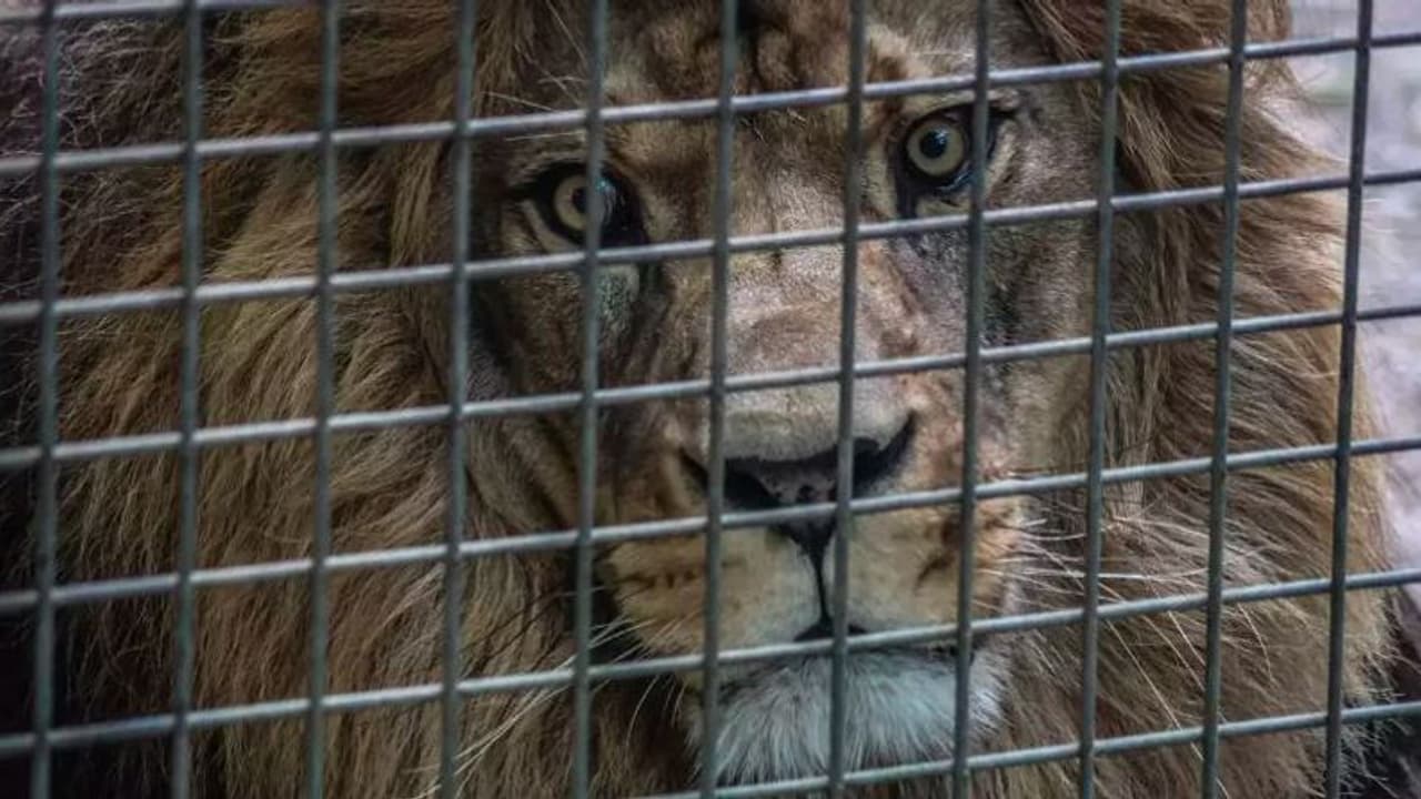 ಸಿಂಹದ ಜೊತೆಗಿನ ರೀಲ್ಸ್ ವಿಡಿಯೋಗಾಗಿ ಬೋನಿಗೆ ನುಗ್ಗಿದ ಯುವಕ, ಫೋನ್ ಮಾತ್ರ ಸೇಫ್ ಸಿಂಹದ ಜೊತೆಗಿನ ರೀಲ್ಸ್ ವಿಡಿಯೋಗಾಗಿ ಬೋನಿಗೆ ನುಗ್ಗಿದ ಯುವಕ, ಫೋನ್ ಮಾತ್ರ ಸೇಫ್