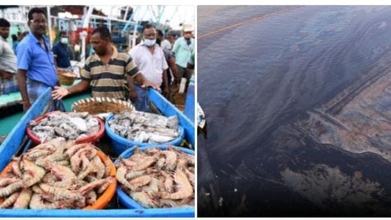 எண்ணூர் கடலில் கலந்த எண்ணெய் கசிவு.! மீன் சாப்பிடலாமா.? கூடாதா.? பொதுமக்கள் அச்சம் நிபுணர்கள் கூறுவது என்ன.?
