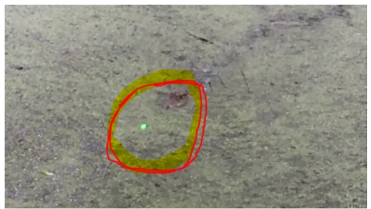 ലേസര്‍ ലൈറ്റ് ഭക്ഷണമാണെന്ന് കരുതി കടിക്കാനായുന്ന മുതലയുടെ വീഡിയോ വൈറല്‍ 