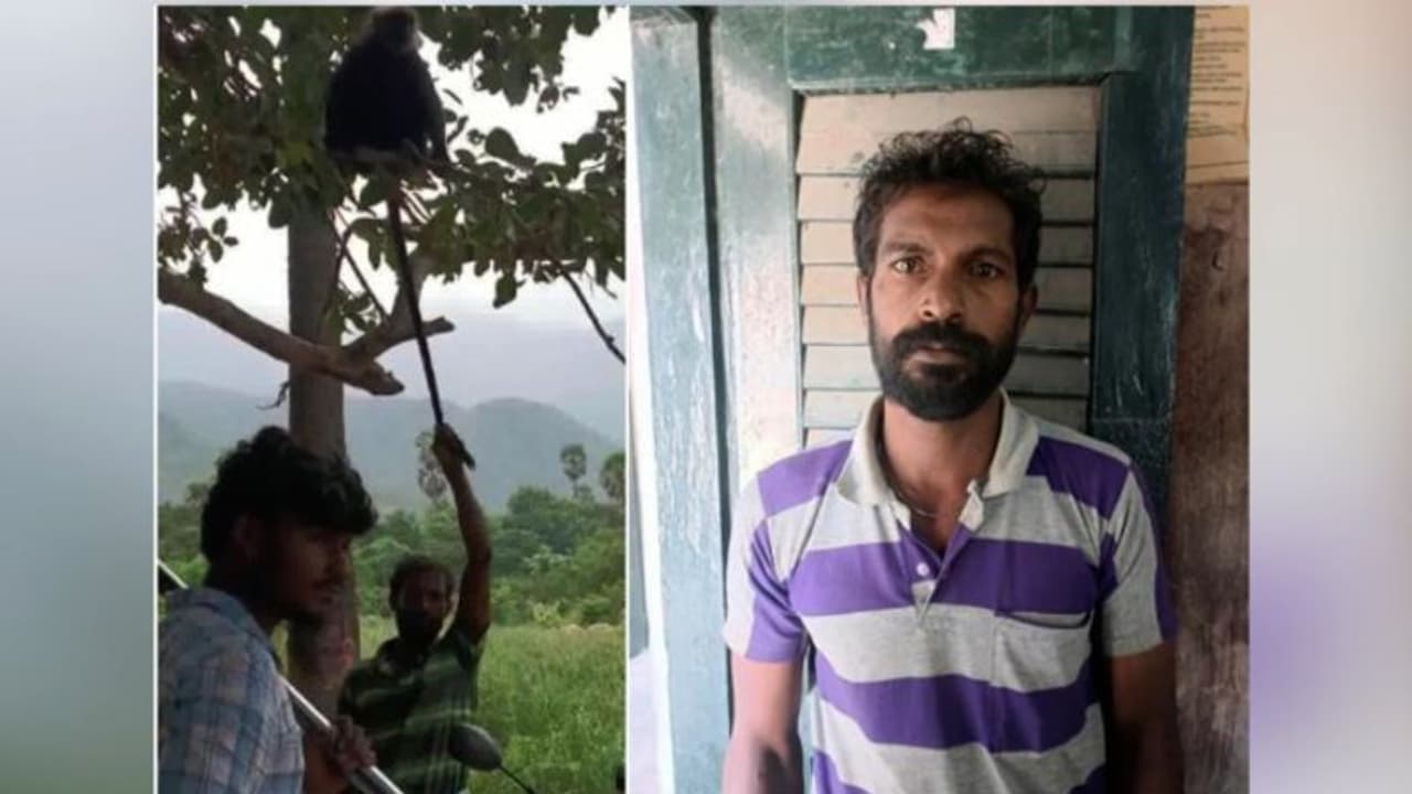 മരത്തിൽ വെറുതെയിരുന്ന കുരങ്ങിന്‍റെ വാലിൽ പിടിച്ചുവലിച്ച് പുലിവാല് പിടിച്ച് യുവാവ്, ഇനി അഴിയെണ്ണാം