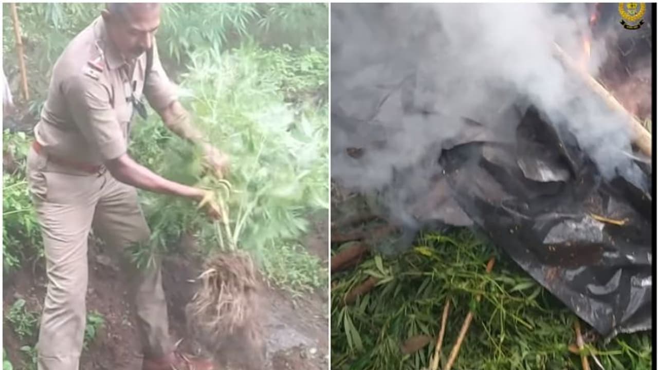 നഴ്സറിയിലേത് പോലെ അതിസൂക്ഷ്മമായി ഓമനിച്ച് വളർത്തുന്ന കഞ്ചാവ് ചെടികൾ; കുറുക്കത്തിക്കല്ലു ഊരിൽ കണ്ടത്!