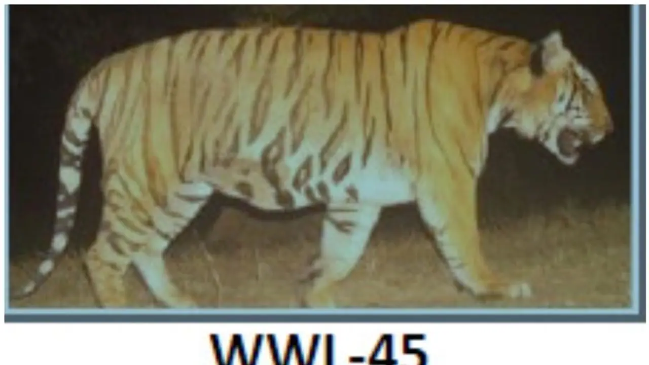 കൂട്ടില്‍ കയറാതെ വയനാട്ടിലെ നരഭോജി കടുവ; തെരച്ചില്‍ ആറാം ദിവസത്തിലേക്ക്, കൂട് വെച്ചിരിക്കുന്നത് മൂന്നിടത്ത്