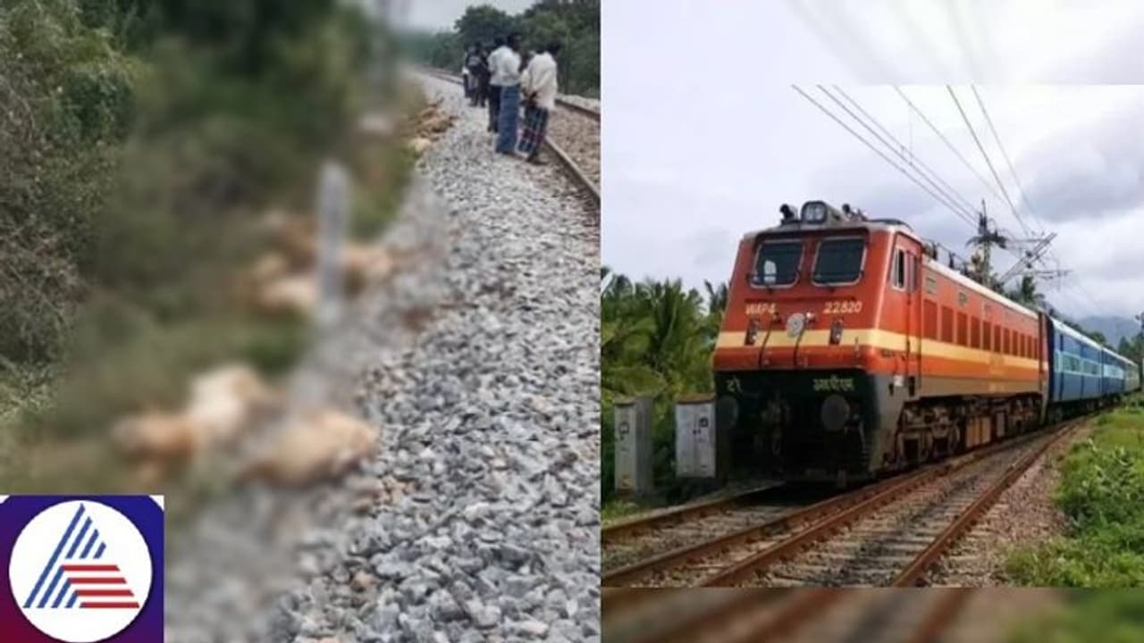 Karnataka: Over 60 sheep killed after being hit by train near Chikkaballapur Karnataka: Over 60 sheep killed after being hit by train near Chikkaballapur