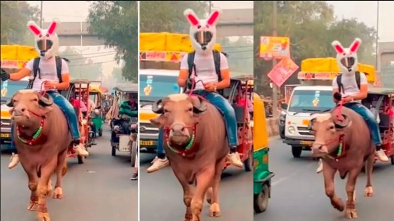  ಹೆಲ್ಮೆಟ್ ಧರಿಸಿದ ಎಮ್ಮೆ ಮೇಲೆ ಕುಳಿತು ಪ್ರಯಾಣಿಸಿದ ಕೋಣ..! ನೆಟ್ಟಿಗರ ತೀವ್ರ ಆಕ್ರೋಶ!
