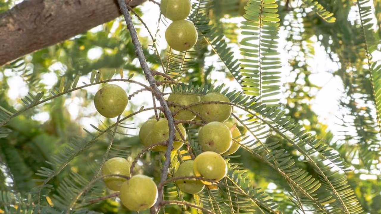 amla tree