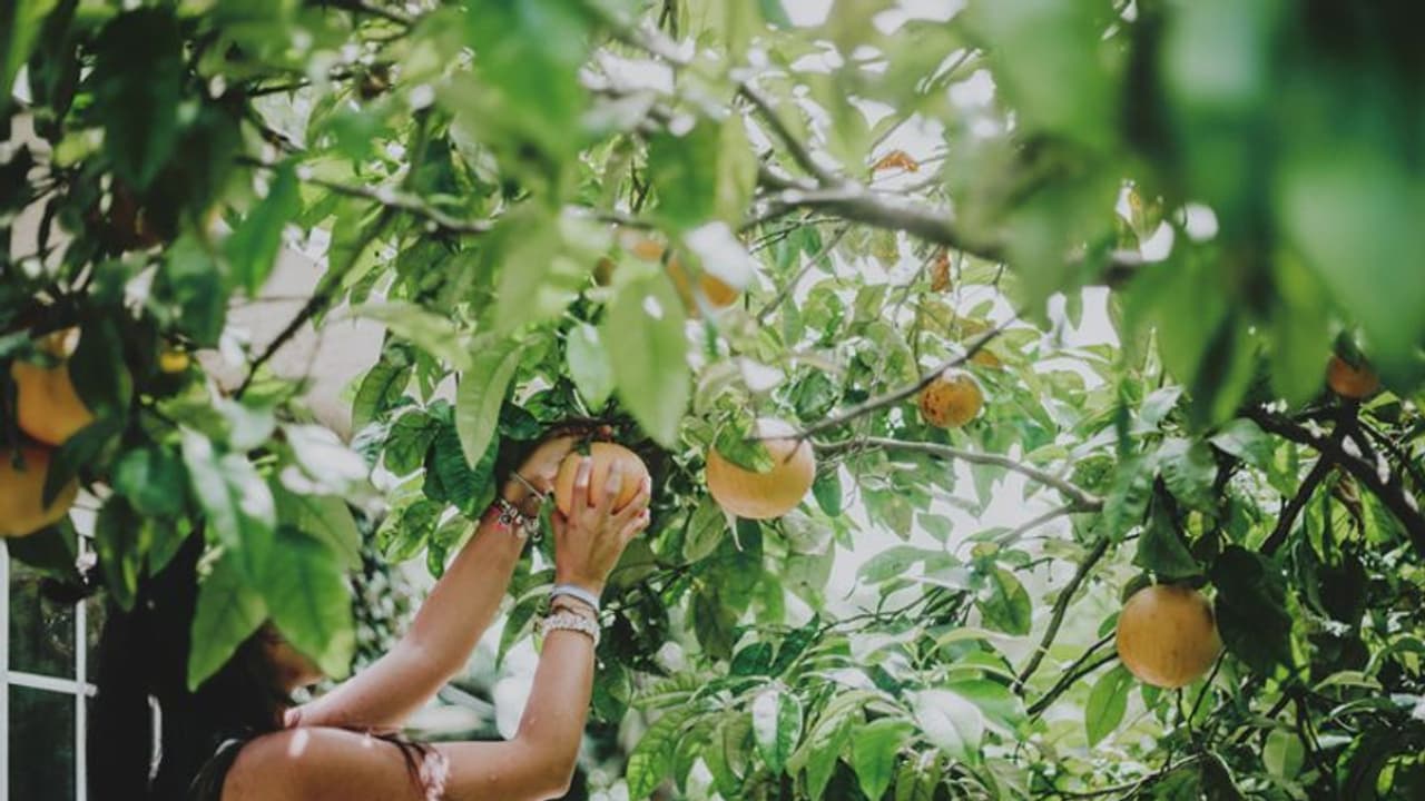 ఇంట్లోనే ఫ్రూట్ సలాడ్ చెట్టును పెంచొచ్చు.. ఎలాగంటే? ఇంట్లోనే ఫ్రూట్ సలాడ్ చెట్టును పెంచొచ్చు.. ఎలాగంటే?