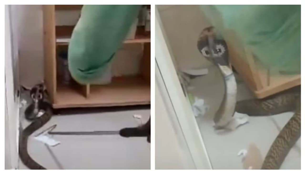 ഫറോക്ക് ഇഎസ്ഐ ആശുപത്രിയിലെ ഇസിജി റൂമിൽ മൂർഖൻ! പേടിച്ചുവിറച്ച് രോഗികൾ, കാട് വെട്ടിത്തെളിക്കാത്തതിൽ പരാതി ഫറോക്ക് ഇഎസ്ഐ ആശുപത്രിയിലെ ഇസിജി റൂമിൽ മൂർഖൻ! പേടിച്ചുവിറച്ച് രോഗികൾ, കാട് വെട്ടിത്തെളിക്കാത്തതിൽ പരാതി