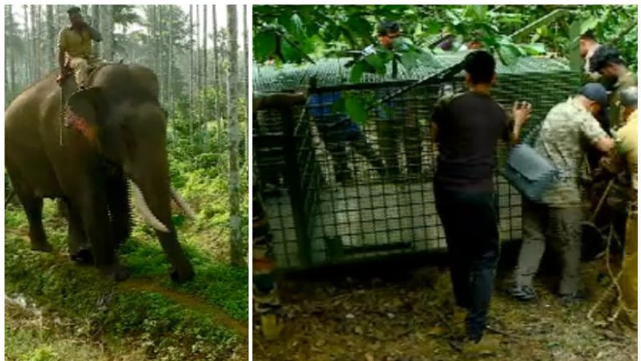 പഠിച്ച പണി 18ഉം കൂടെ പരീക്ഷണങ്ങളും നടത്തി നോക്കി; നിന്ന നിൽപ്പിൽ കാണാമറയത്തേക്ക് മറയുന്ന ആളെക്കൊല്ലി കടുവ