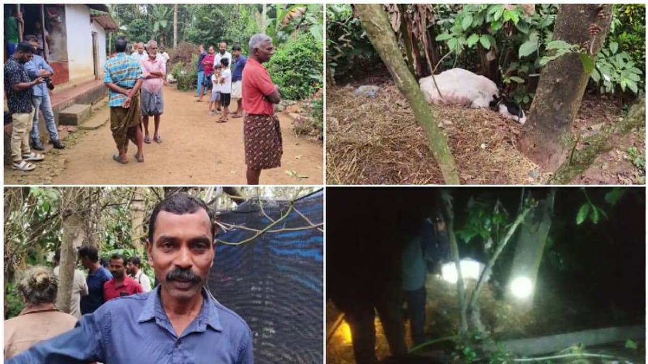 'ഗർഭിണിയായ പശുവിനെ കടിച്ച് വലിച്ചിഴച്ചു, ടോർച്ച് തെളിച്ചിട്ടും വിട്ടില്ല': വാകേരിയിൽ ഭീതിവിതച്ച് നരഭോജി കടുവ 'ഗർഭിണിയായ പശുവിനെ കടിച്ച് വലിച്ചിഴച്ചു, ടോർച്ച് തെളിച്ചിട്ടും വിട്ടില്ല': വാകേരിയിൽ ഭീതിവിതച്ച് നരഭോജി കടുവ