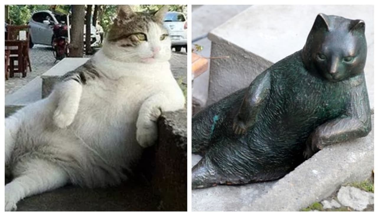 മരിച്ചിട്ട് ഏഴ് വര്ഷം, ഇസ്താംബൂളിന്റെ തെരുവ് പൂച്ച ടോംബിലി ഇന്നും അവിടെയുണ്ട് ! മരിച്ചിട്ട് ഏഴ് വര്ഷം, ഇസ്താംബൂളിന്റെ തെരുവ് പൂച്ച ടോംബിലി ഇന്നും അവിടെയുണ്ട് !