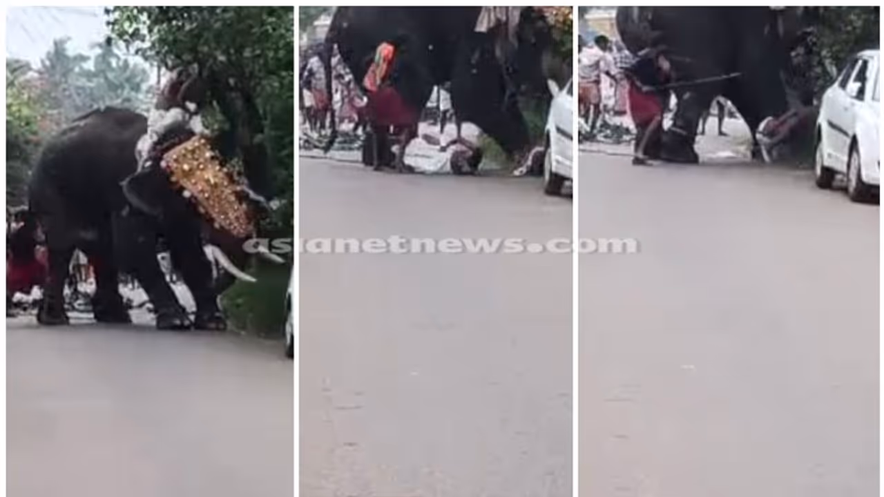 ഉത്സവത്തിനിടെ ആനയിടഞ്ഞു, കുതറിയോടിയ ആനയുടെ കാലുകൾക്കിടയിൽപ്പെട്ടയാൾക്ക് അത്ഭുത രക്ഷപ്പെടൽ വീഡിയോ ഉത്സവത്തിനിടെ ആനയിടഞ്ഞു, കുതറിയോടിയ ആനയുടെ കാലുകൾക്കിടയിൽപ്പെട്ടയാൾക്ക് അത്ഭുത രക്ഷപ്പെടൽ വീഡിയോ