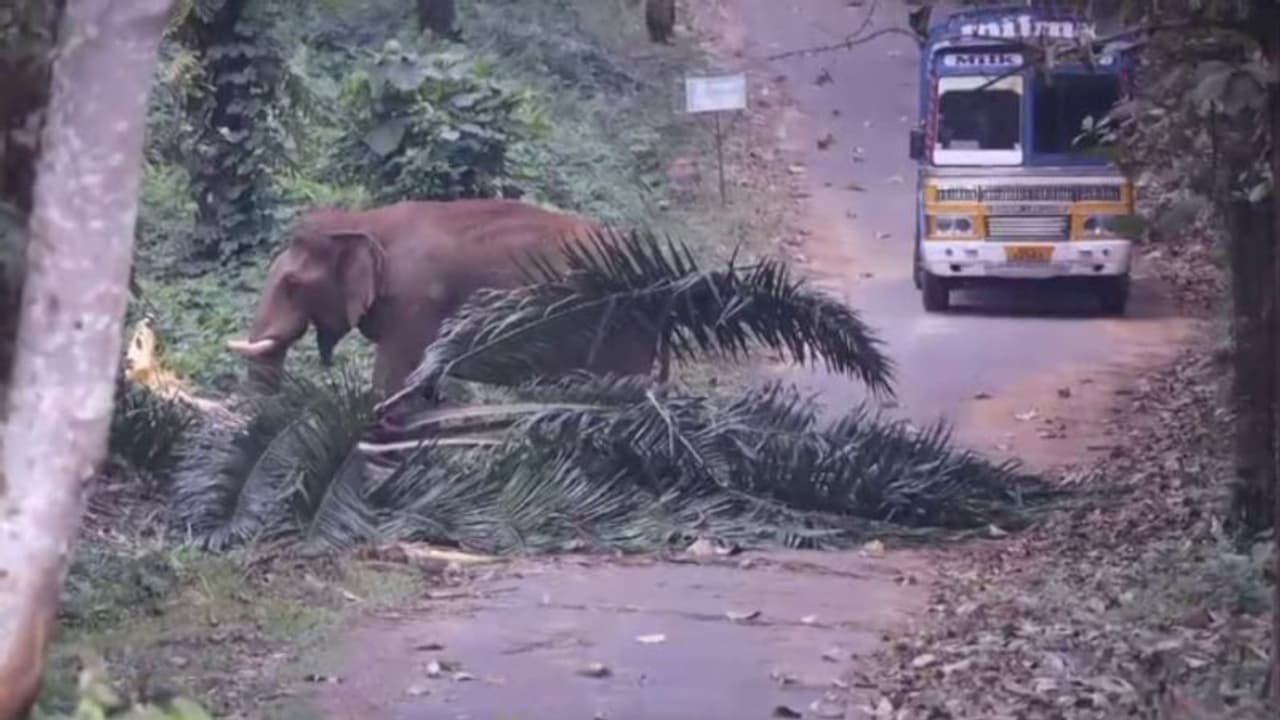 നടുറോഡില് നിന്നത് ഒന്നരമണിക്കൂര്; അതിരപ്പിള്ളിയില് ഗതാഗതം തടസപ്പെടുത്തി 'കട്ടപ്പ' നടുറോഡില് നിന്നത് ഒന്നരമണിക്കൂര്; അതിരപ്പിള്ളിയില് ഗതാഗതം തടസപ്പെടുത്തി 'കട്ടപ്പ'
