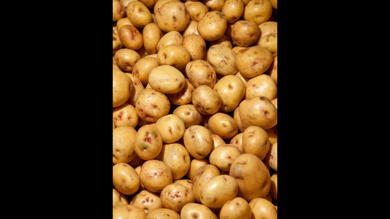potato potato