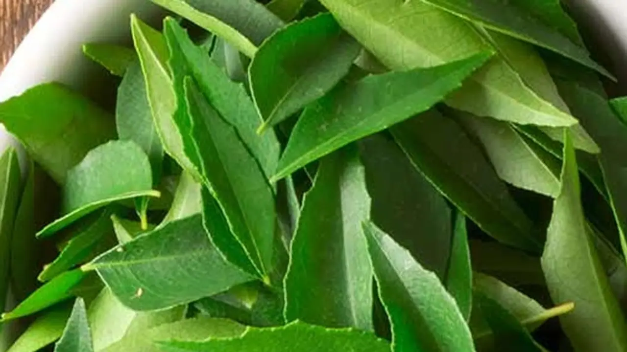 curry leaves curry leaves
