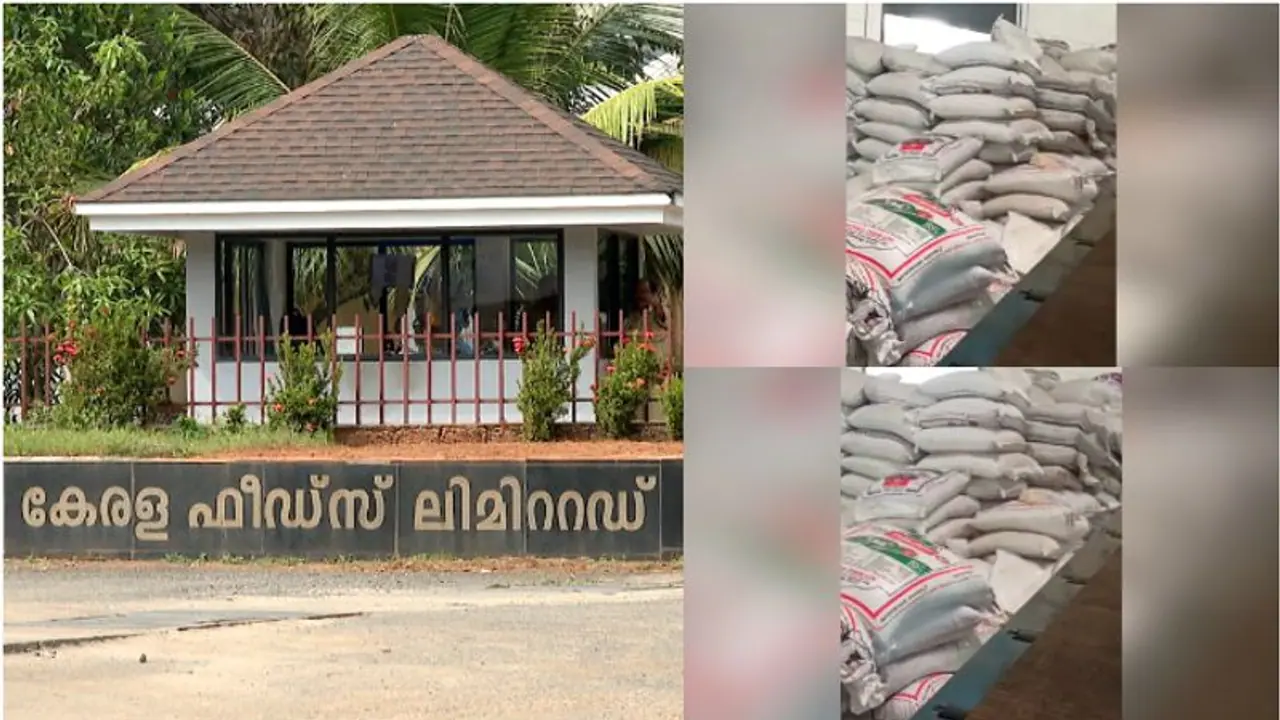 Fungal infection in cattle feeds incurs heavy losses to Kerala govt entity