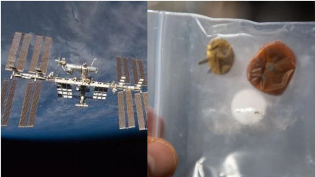 ബഹിരാകാശ നിലയത്തിൽ നിന്ന് കാണാതായി, തിരികെ കിട്ടിയ തക്കാളിയുടെ ചിത്രം പുറത്ത്... ബഹിരാകാശ നിലയത്തിൽ നിന്ന് കാണാതായി, തിരികെ കിട്ടിയ തക്കാളിയുടെ ചിത്രം പുറത്ത്...